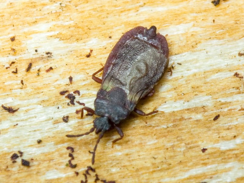 Aneurus (Aneurodes) avenius (Dufour, 1833)